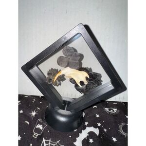 Muskrat‎ jaw floating frame taxidermy oddities art